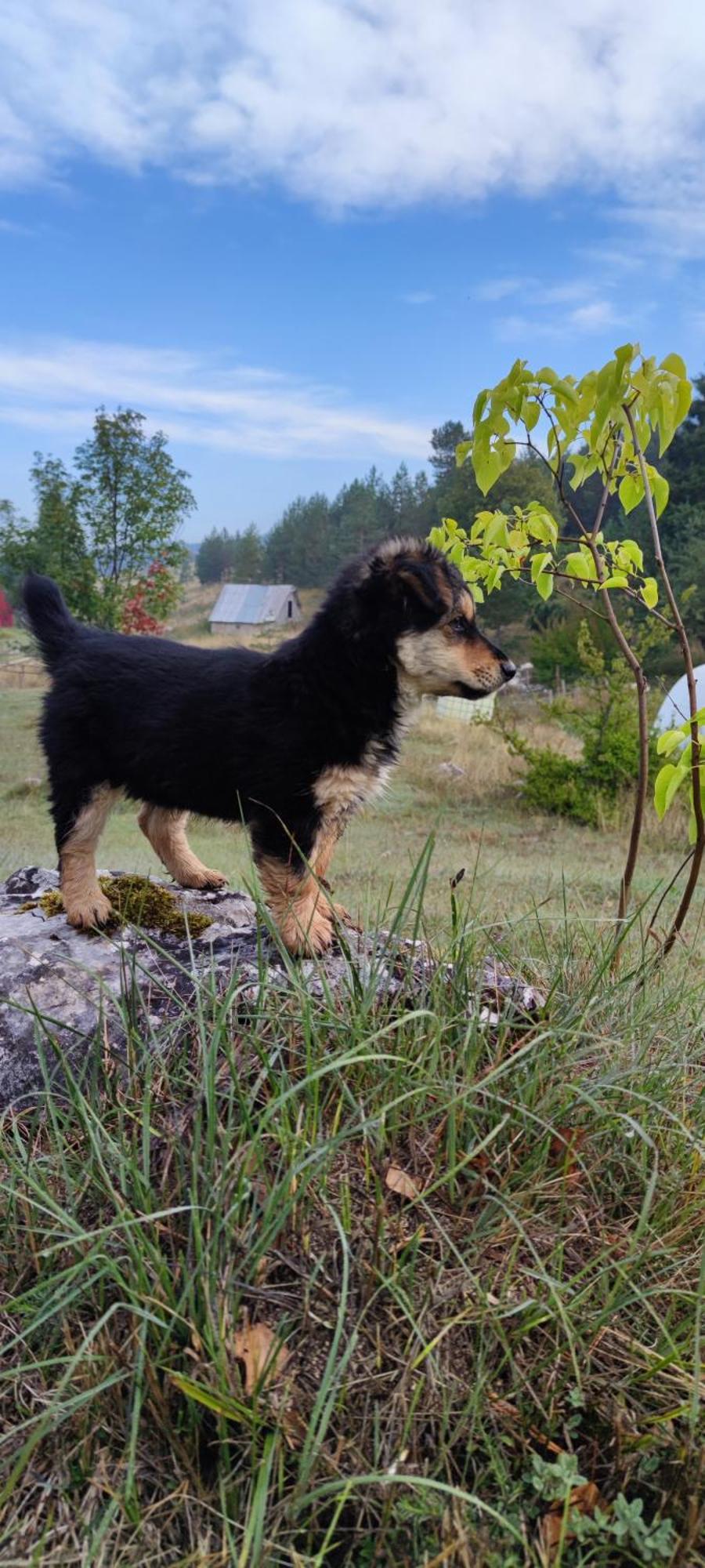Vukov Konak - Wolf'S Lodge Žabljak Dış mekan fotoğraf